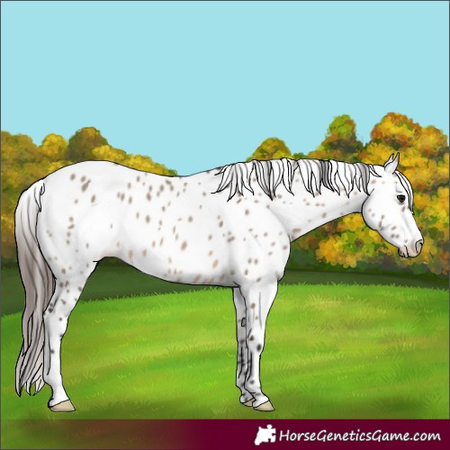Horse Color:Brown Dun Leopard
