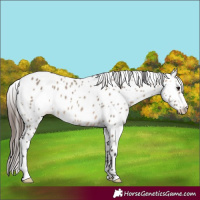 Horse Color:Brown Dun Appaloosa 
