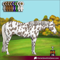Horse Color:Silver Grullo Leopard 