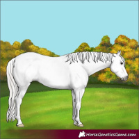 Horse Color:Gray Silver Brown Dun Appaloosa 