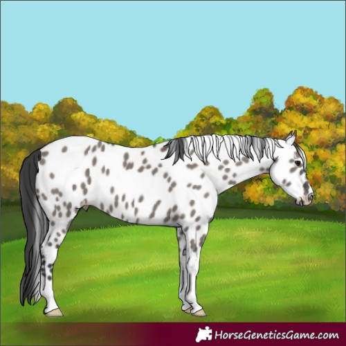Horse Color:Grullo Appaloosa 