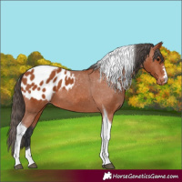 Horse Color:Bay Tobiano Appaloosa 
