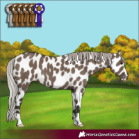 Horse Color:Silver Grullo Appaloosa 