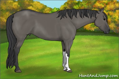 Horse Color:Grullo 