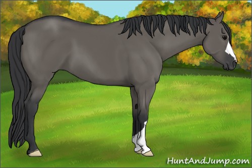 Horse Color:Grullo 