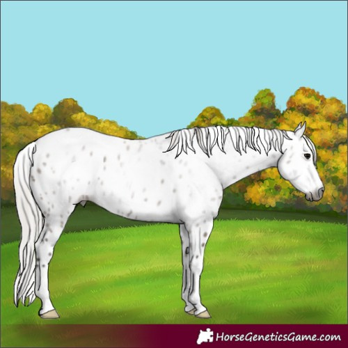 Horse Color:Gray Silver Grullo Appaloosa 