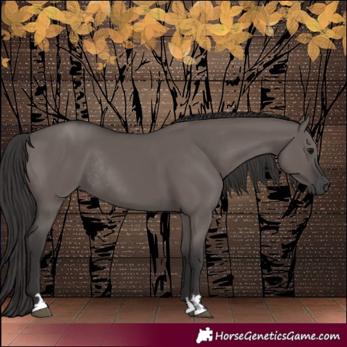 Horse Color:Smoky Grullo Rabicano 
