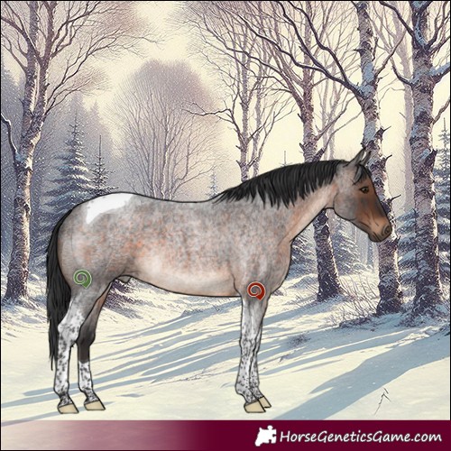 Horse Color:Brown Roan Tobiano Rabicano 