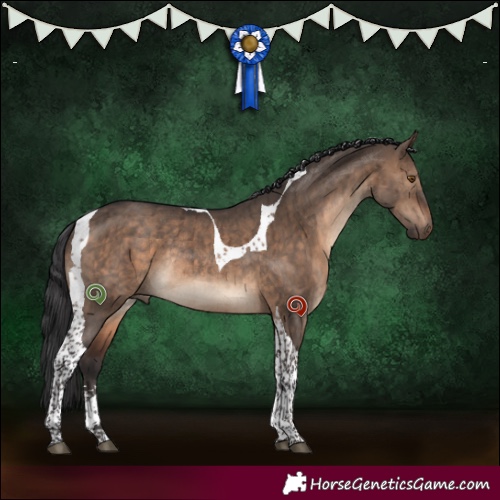 Horse Color:Brown Dun Sabino Tobiano Rabicano Brindle 