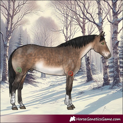 Horse Color:Brown Dun Sabino Tobiano Brindle 