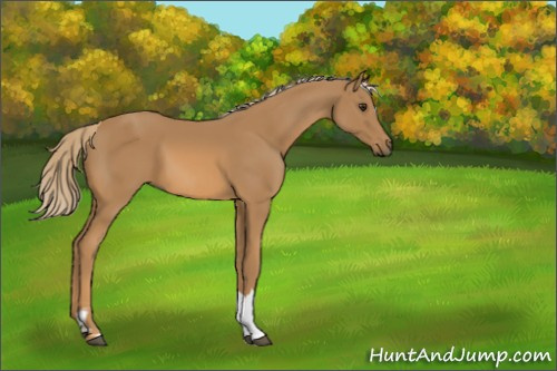 Horse Color:Chestnut 