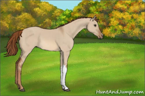 Horse Color:Red Dun 