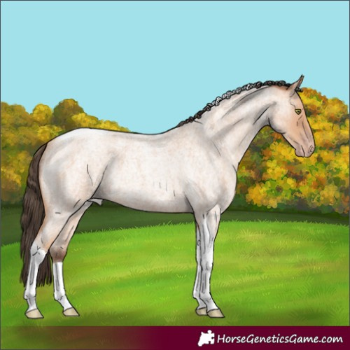 Horse Color:Amber Champagne Roan Tobiano 