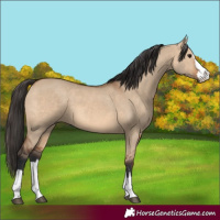 Horse Color:Bay Dun 