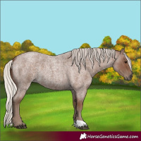 Horse Color:Silver Blue Roan 