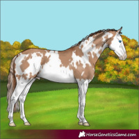 Horse Color:White Spotted Red Dun Splash