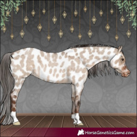 Horse Color:Liver Red Dun Roan Appaloosa 