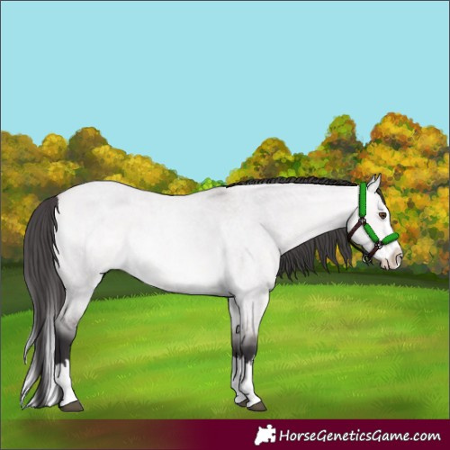 Horse Color:Platinum Buckskin Roan Dun Splash 