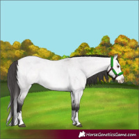 Horse Color:Platinum Buckskin Roan Dun Splash 
