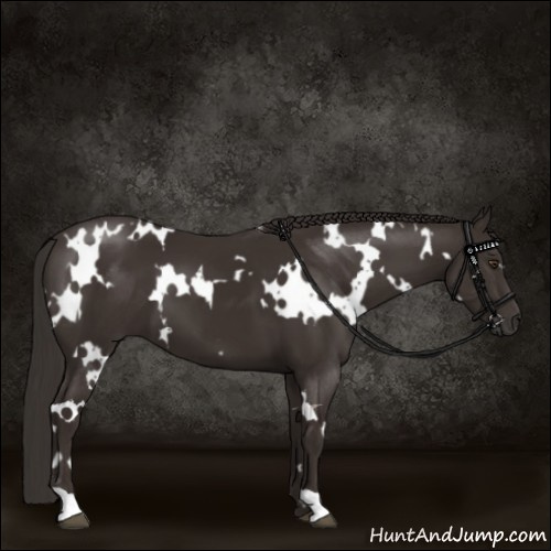 Horse Color:White Spotted Liver Chestnut 