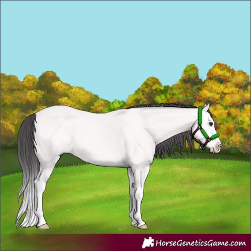 Horse Color:Platinum Buckskin Splash 