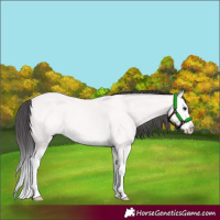 Horse Color:Platinum Buckskin Splash 