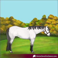 Horse Color:Platinum Buckskin 