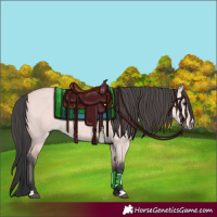 Horse Color:Platinum Bay Dun