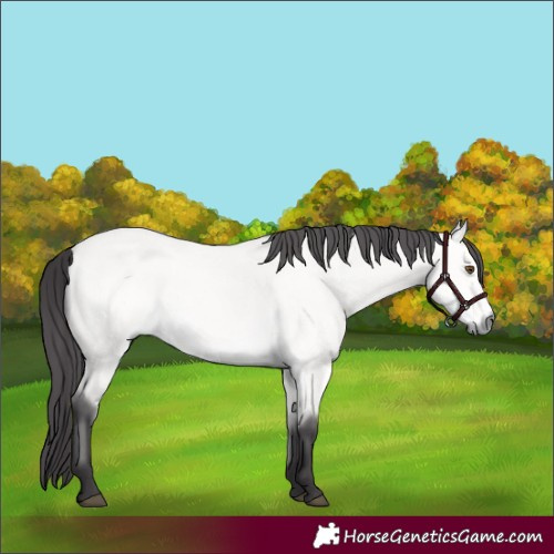 Horse Color:Platinum Buckskin Dun 