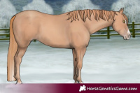 Horse Color:Gold Champagne Splash 