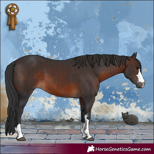 Horse Color:Brown 