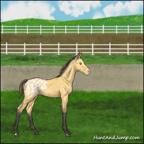 Horse Color:Buckskin Appaloosa 