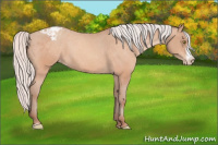 Horse Color:Silver Amber Champagne Frame Varnish 