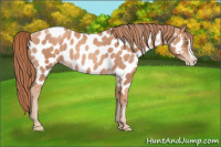 Horse Color:Gold Champagne Splash Appaloosa 