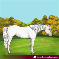 Horse Color:Silver Blue Roan Pearl Tobiano Frame Appaloosa 