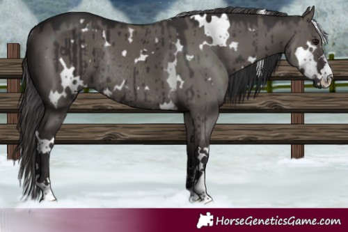 Horse Color:White Spotted Smoky Grullo Rabicano Brindle 