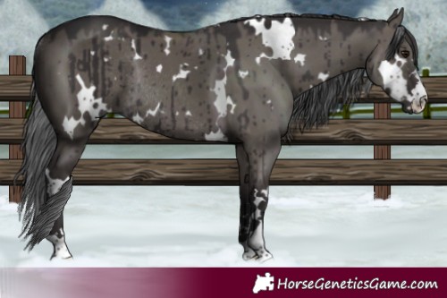 Horse Color:White Spotted Smoky Grullo Rabicano Brindle 