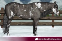 Horse Color:White Spotted Smoky Grullo Rabicano Brindle 