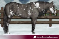 Horse Color:White Spotted Smoky Grullo Rabicano Brindle