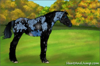 Horse Color:ERROR: UNKNOWN ANOMALY