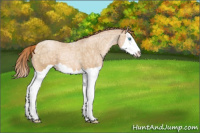 Horse Color:Chocolate Buckskin Ice Pearl Splash