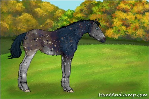 Horse Color:ERROR: UNKNOWN ANOMALY