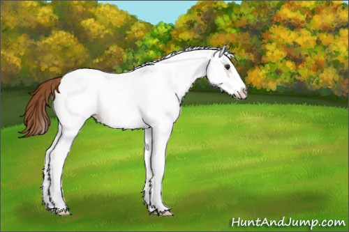 Horse Color:White Spotted Chestnut Ice