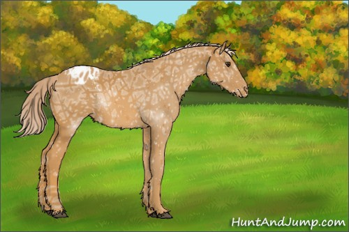 Horse Color:Palomino Ice Appaloosa