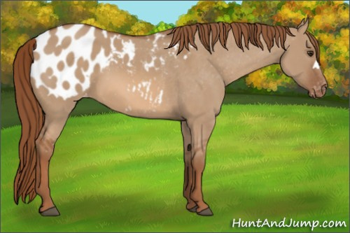 Horse Color:Red Dun Appaloosa 