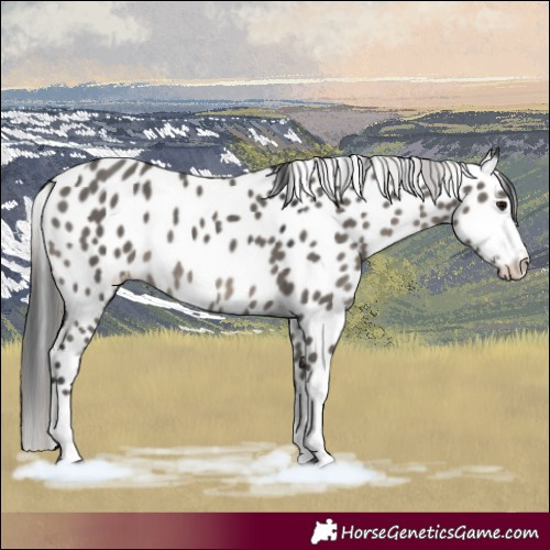 Horse Color:Grullo Sabino Tobiano Appaloosa 