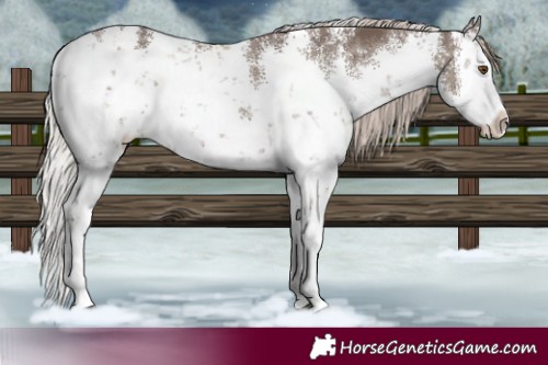 Horse Color:White Spotted Silver Grullo Sabino Brindle 