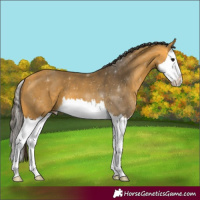 Horse Color:Buckskin Splash 