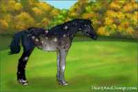 Horse Color:ERROR: UNKNOWN ANOMALY