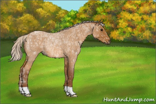 Horse Color:Chocolate Silver Buckskin Ice Roan Rabicano 